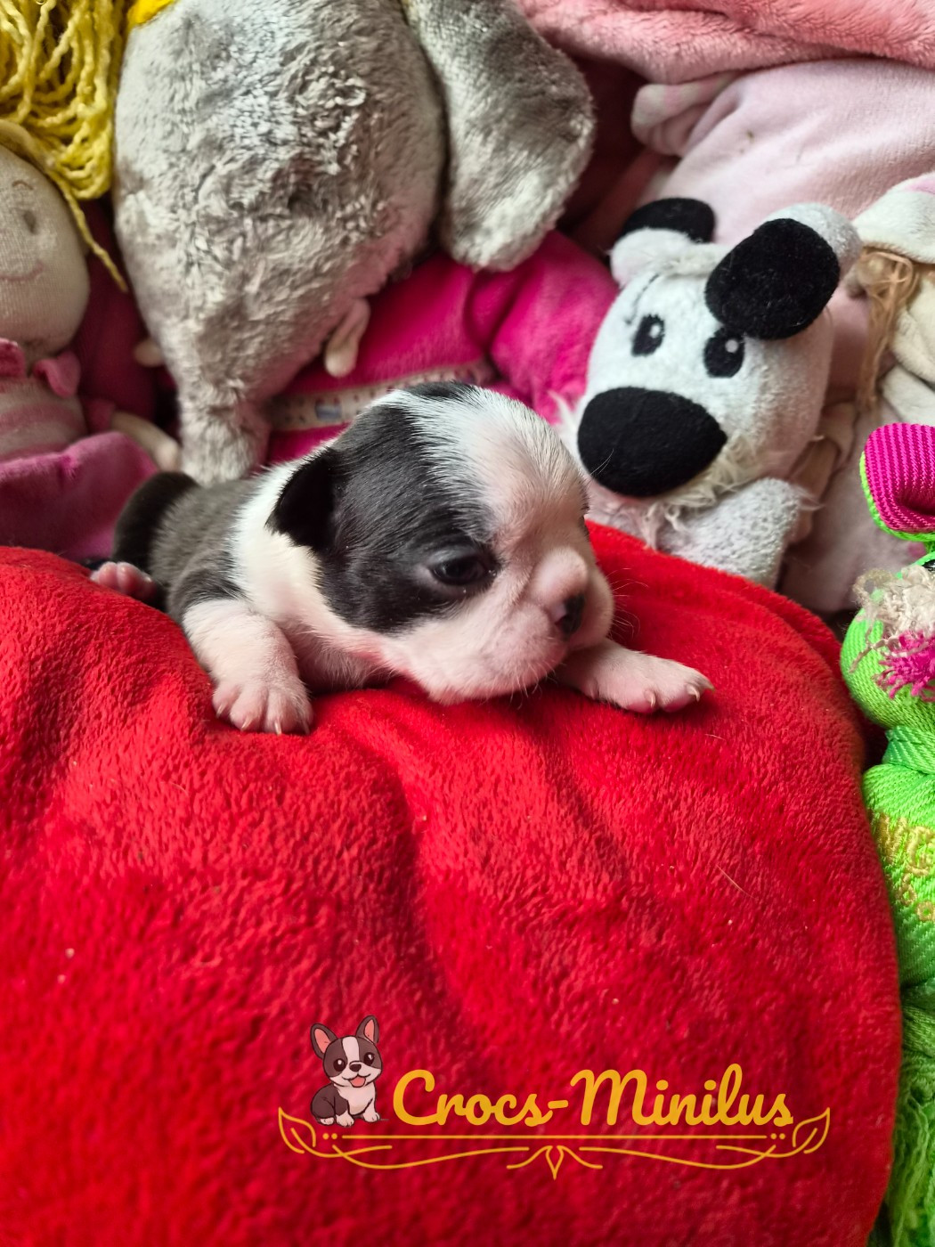 de Crocs Minilus - Chiots disponibles - Boston Terrier