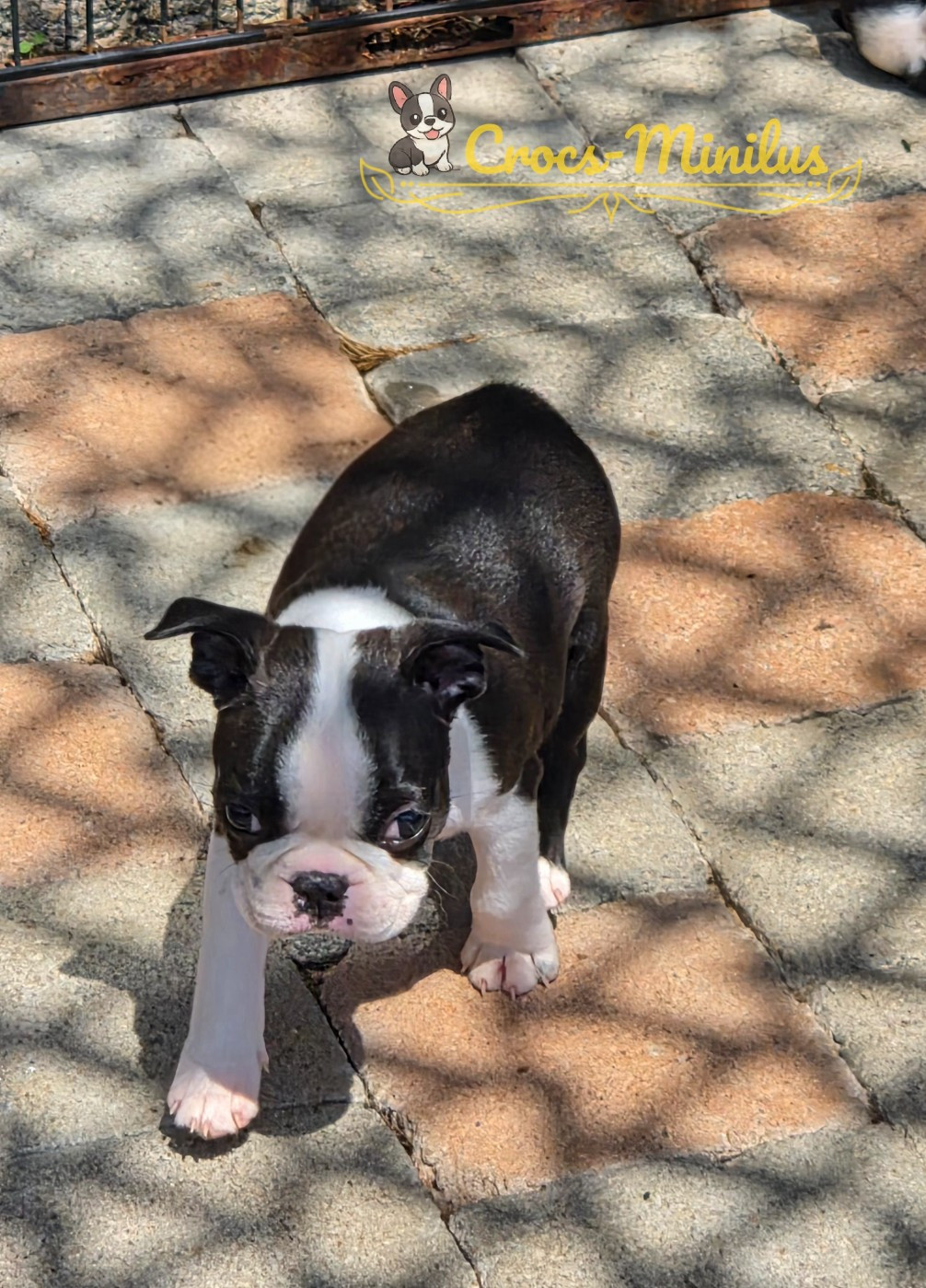 de Crocs Minilus - Chiots disponibles - Boston Terrier