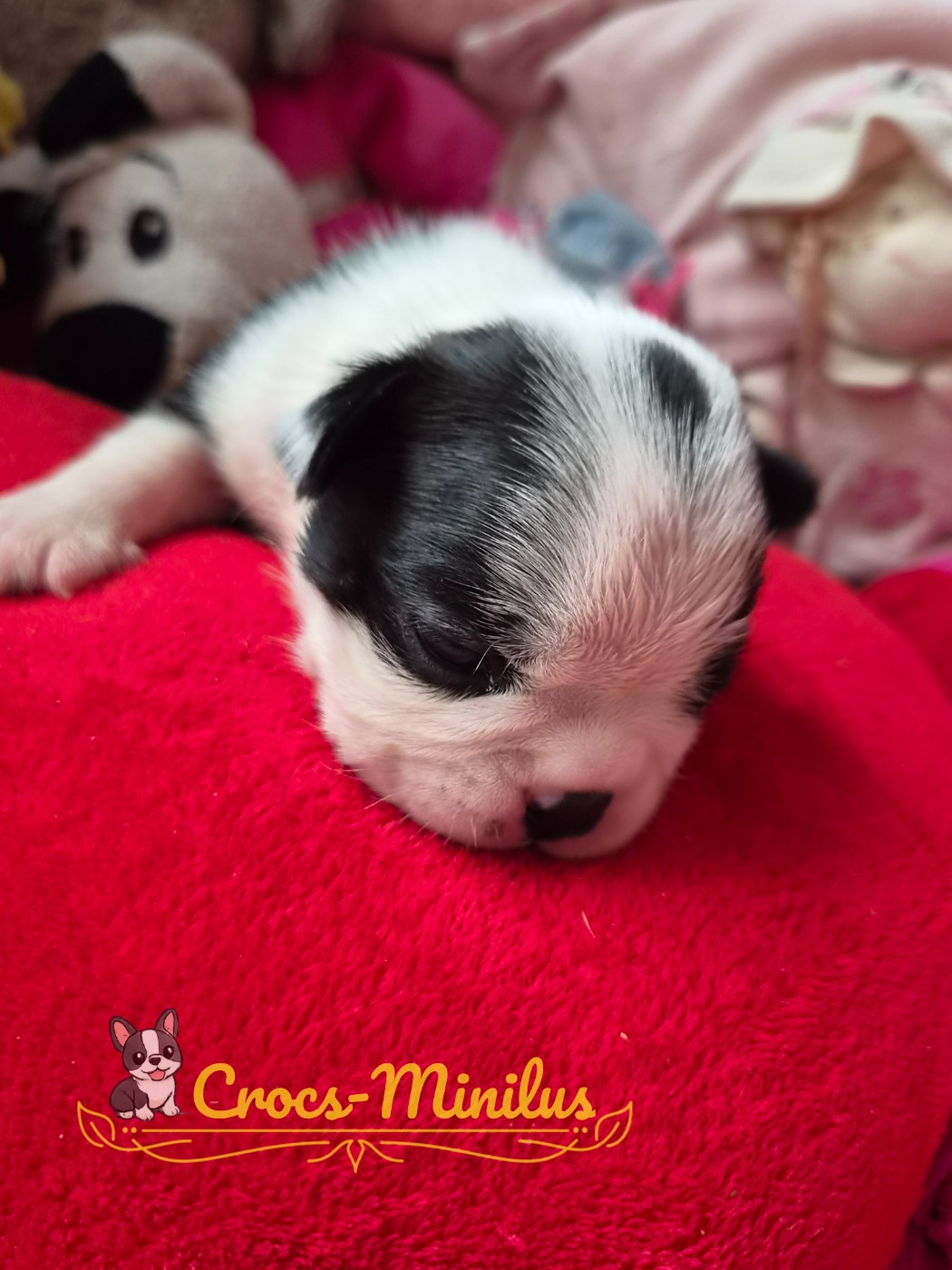 de Crocs Minilus - Chiots disponibles - Boston Terrier