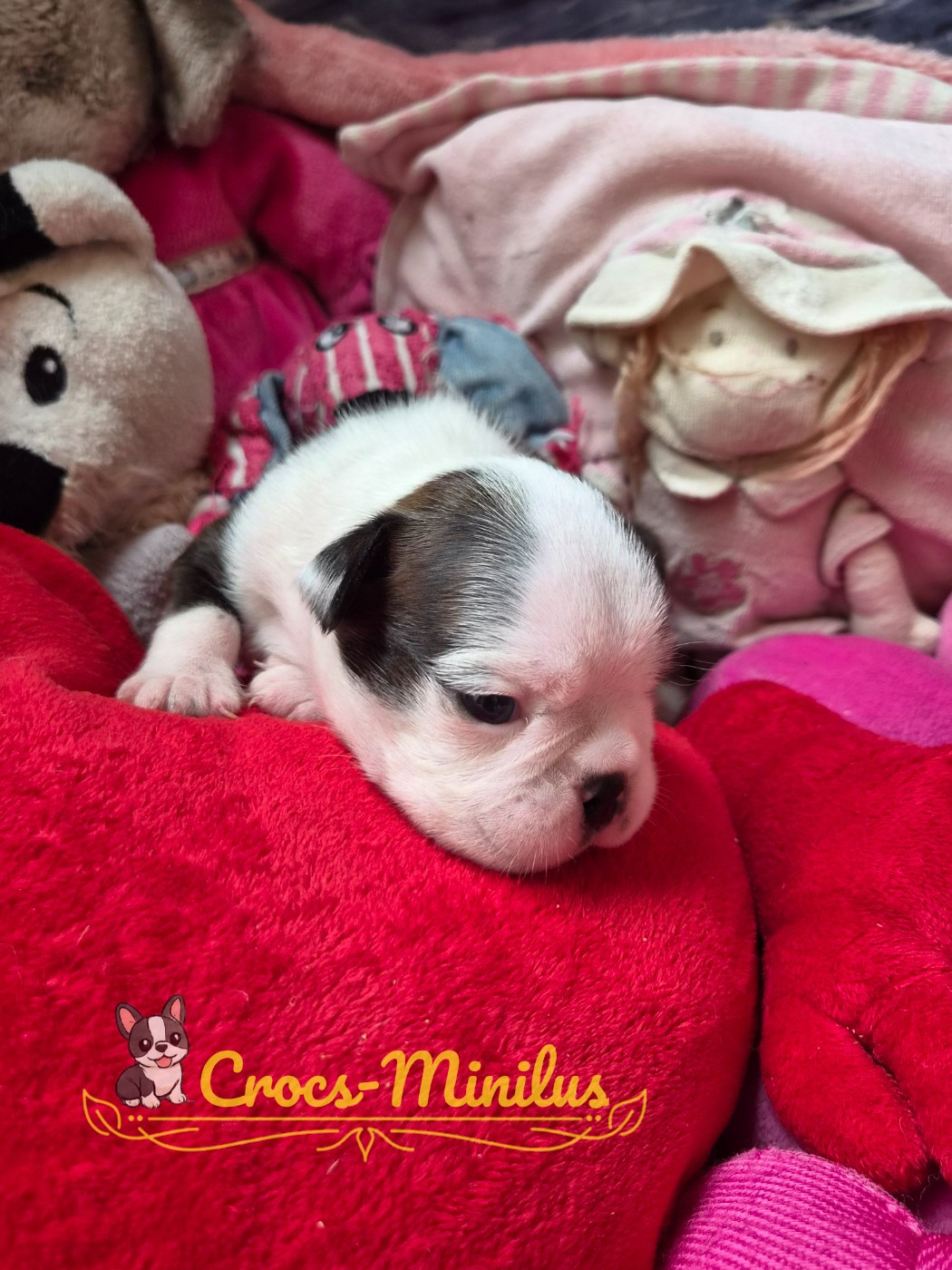 de Crocs Minilus - Chiots disponibles - Boston Terrier