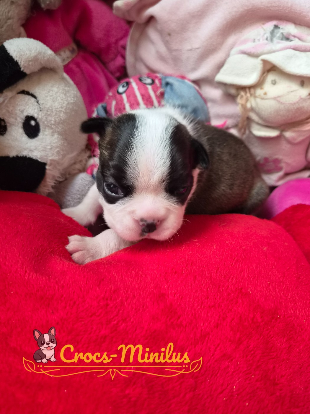 de Crocs Minilus - Chiots disponibles - Boston Terrier