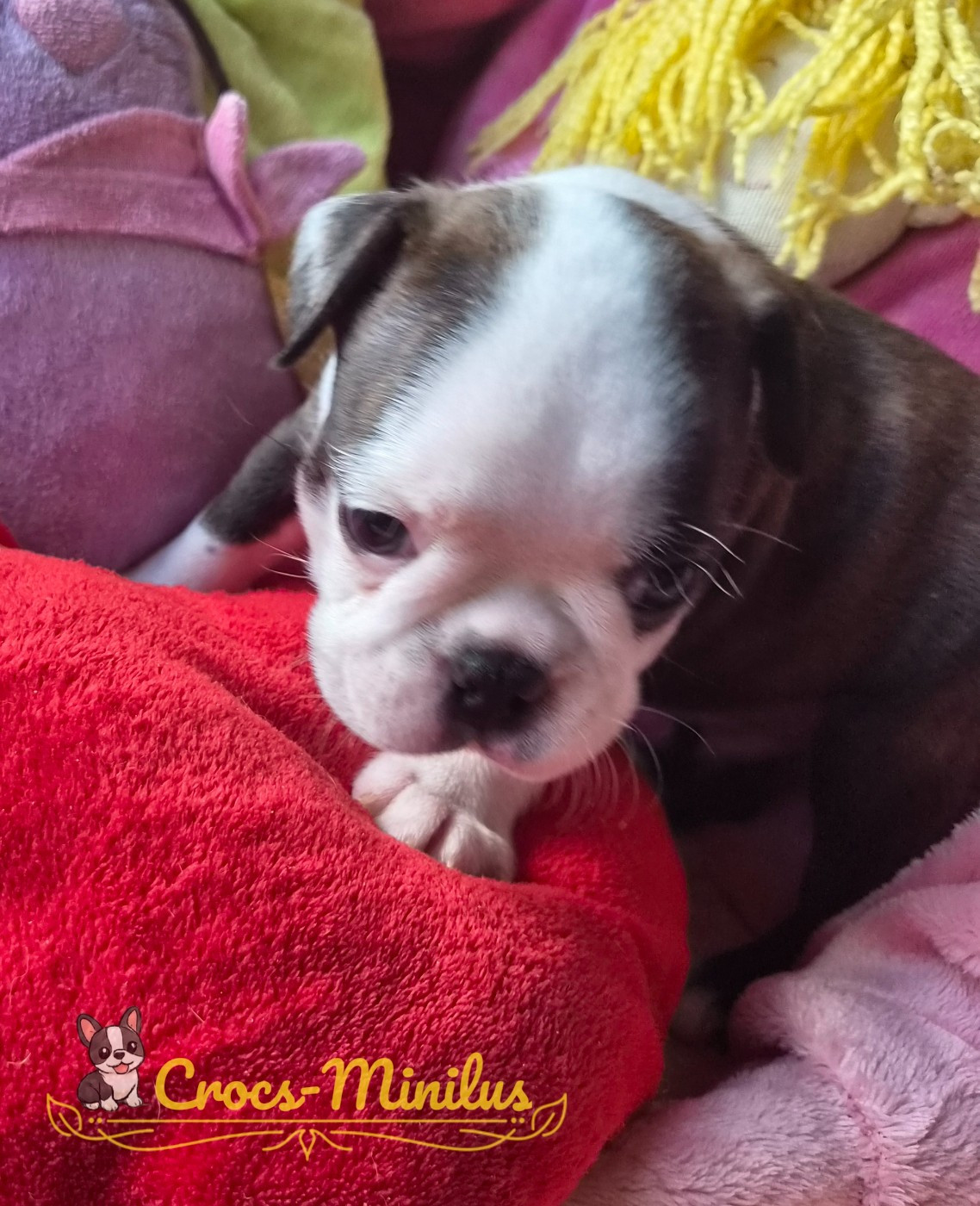 de Crocs Minilus - Chiots disponibles - Boston Terrier