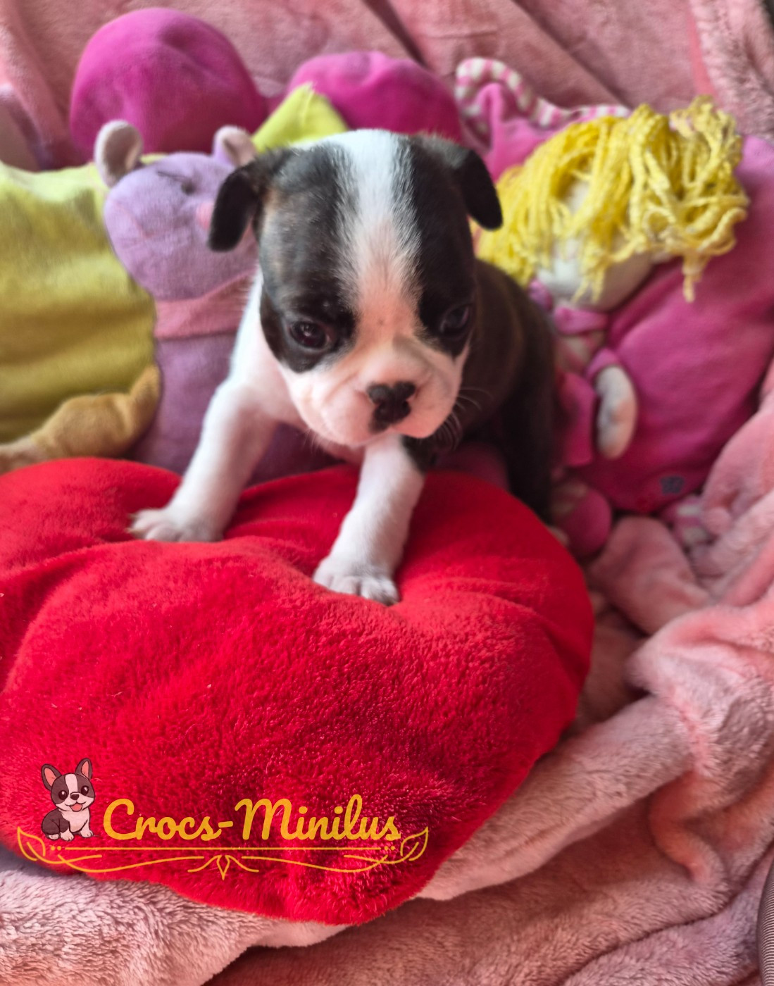 de Crocs Minilus - Chiots disponibles - Boston Terrier