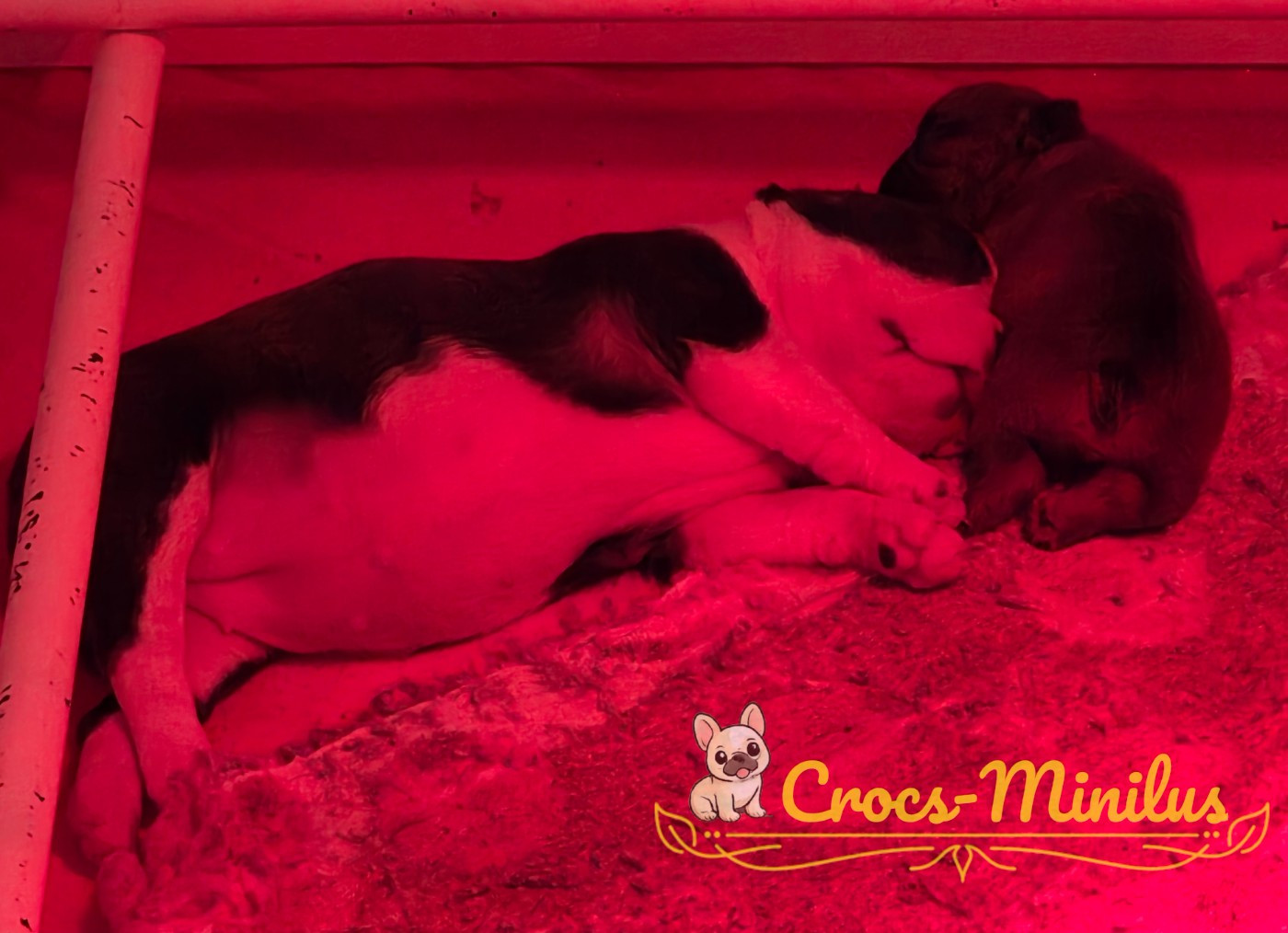 de Crocs Minilus - Chiots disponibles - Bouledogue français