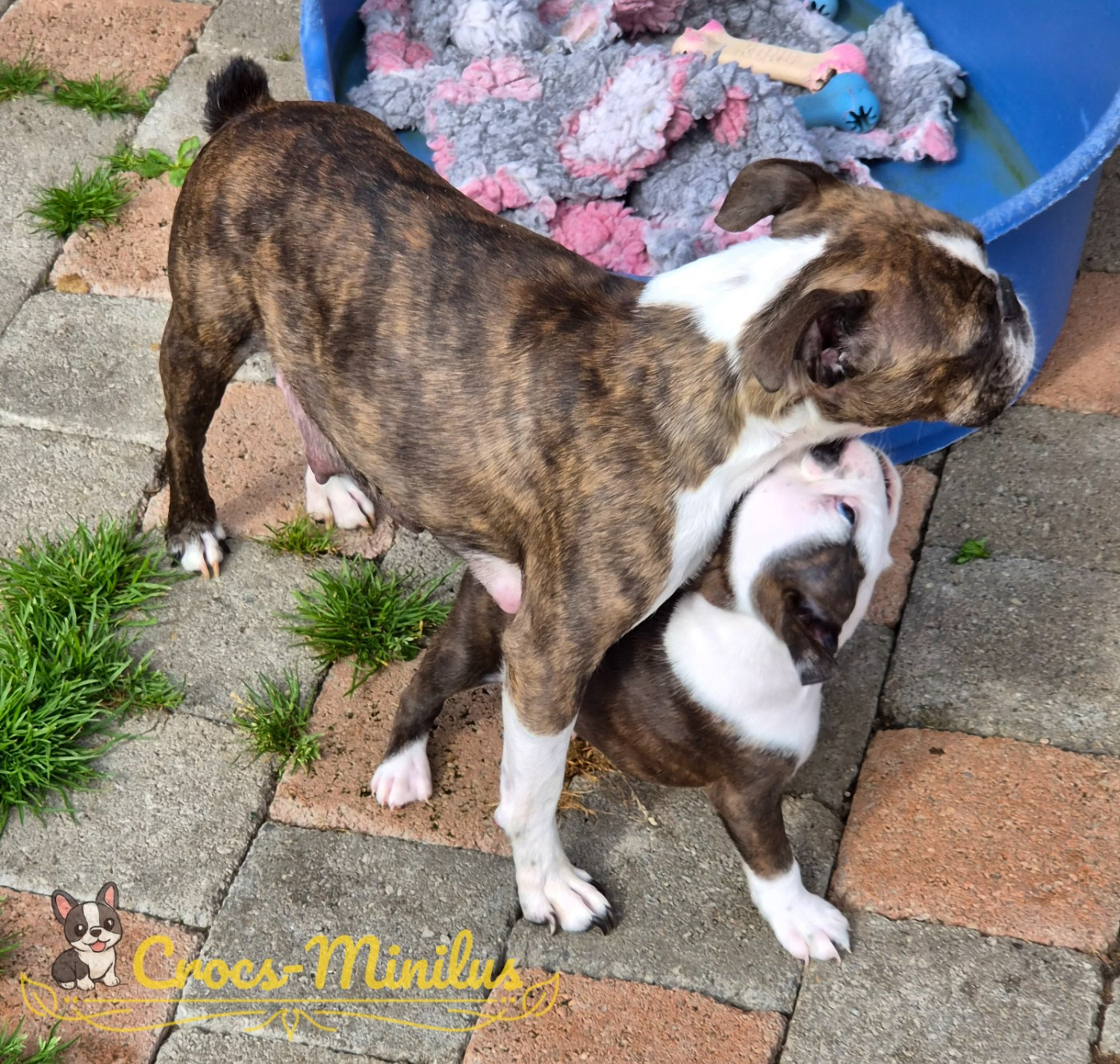 de Crocs Minilus - Chiots disponibles - Boston Terrier