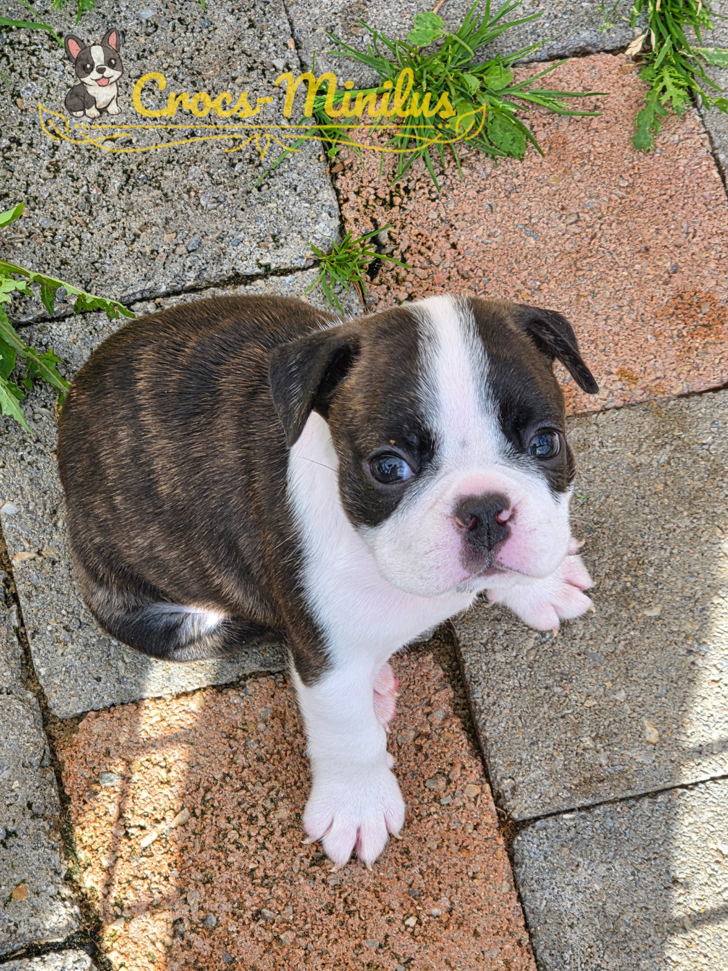 de Crocs Minilus - Chiots disponibles - Boston Terrier
