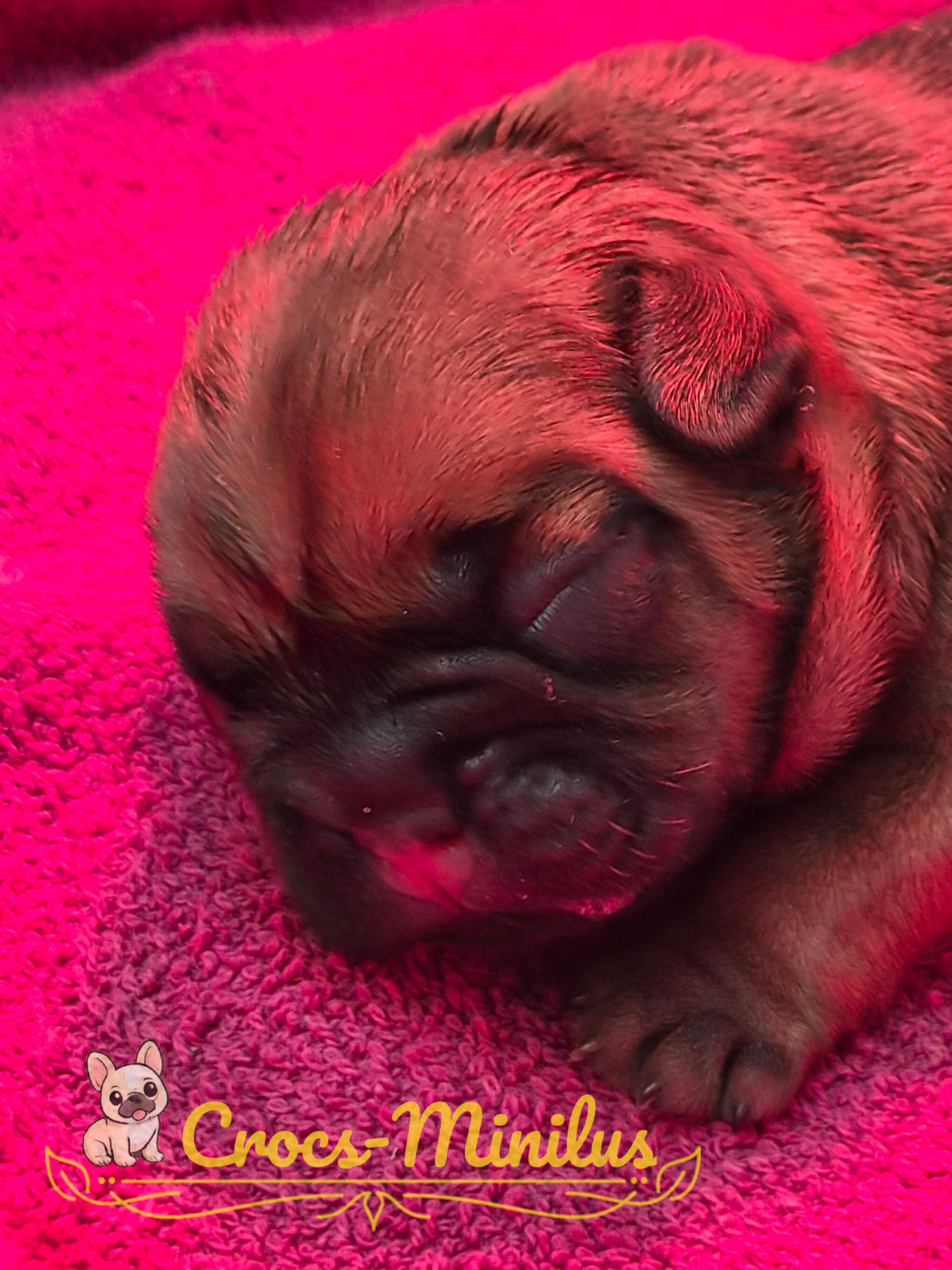 de Crocs Minilus - Chiots disponibles - Bouledogue français