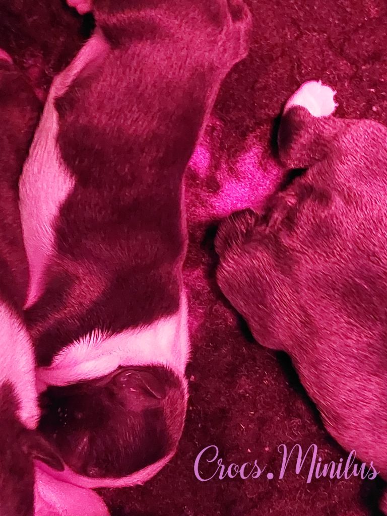 de Crocs Minilus - Chiots disponibles - Boston Terrier