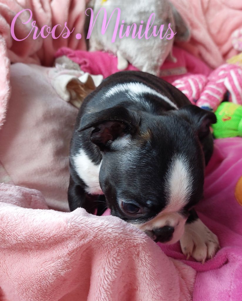 de Crocs Minilus - Chiots disponibles - Boston Terrier