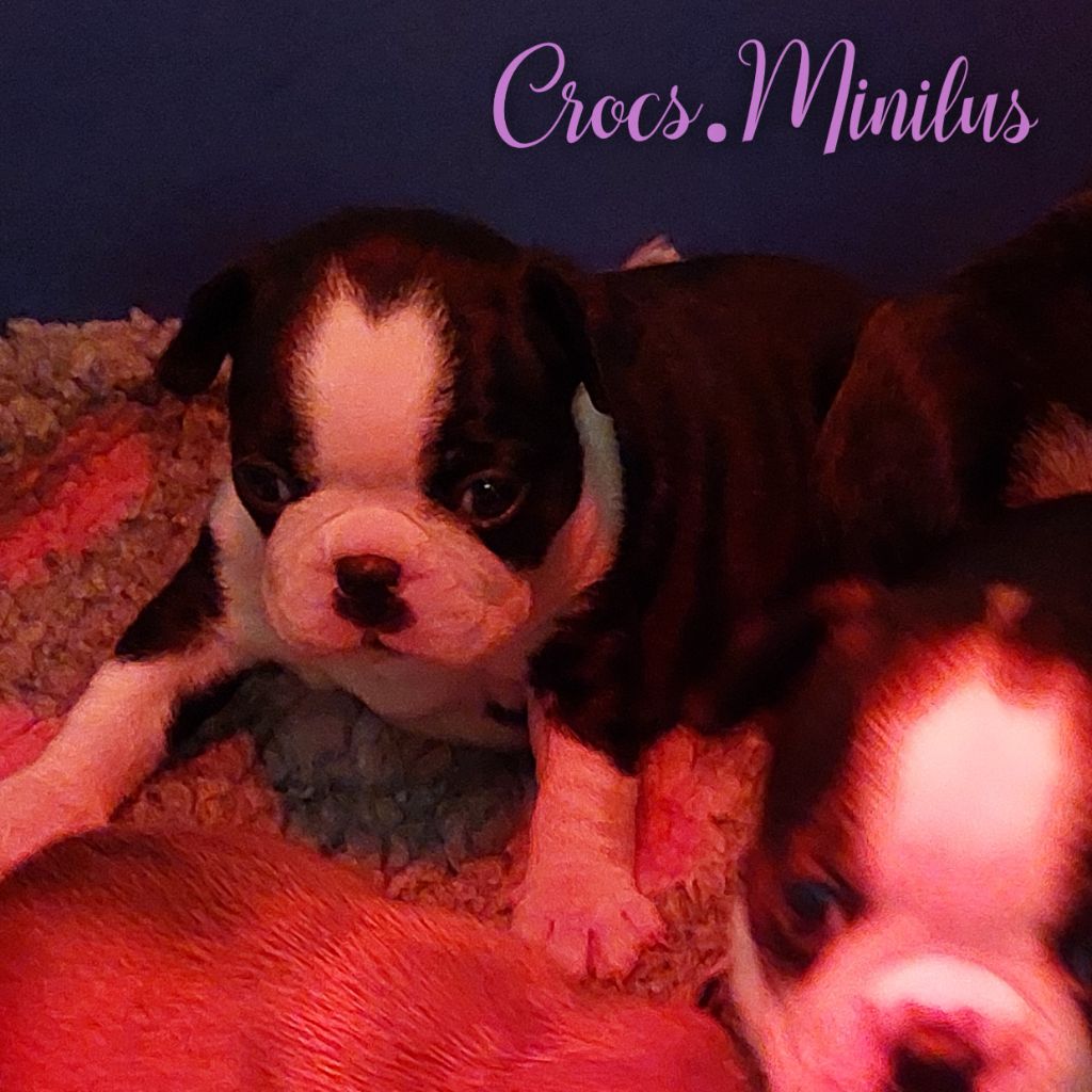 de Crocs Minilus - Chiots disponibles - Boston Terrier