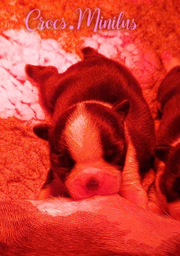 de Crocs Minilus - Chiots disponibles - Boston Terrier