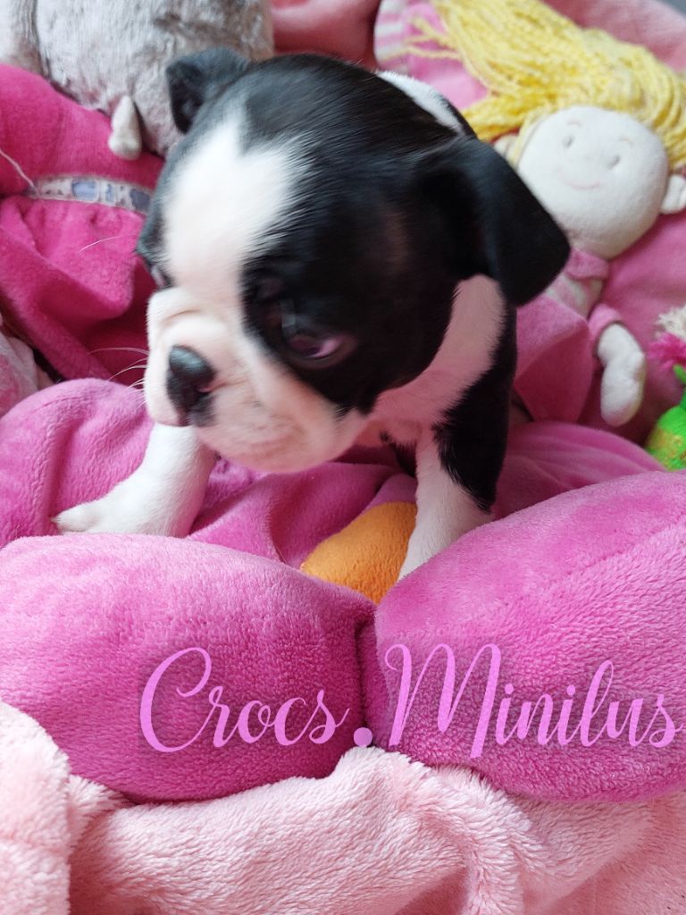 de Crocs Minilus - Chiots disponibles - Boston Terrier