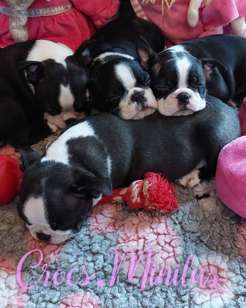 de Crocs Minilus - Boston Terrier - Portée née le 25/09/2025