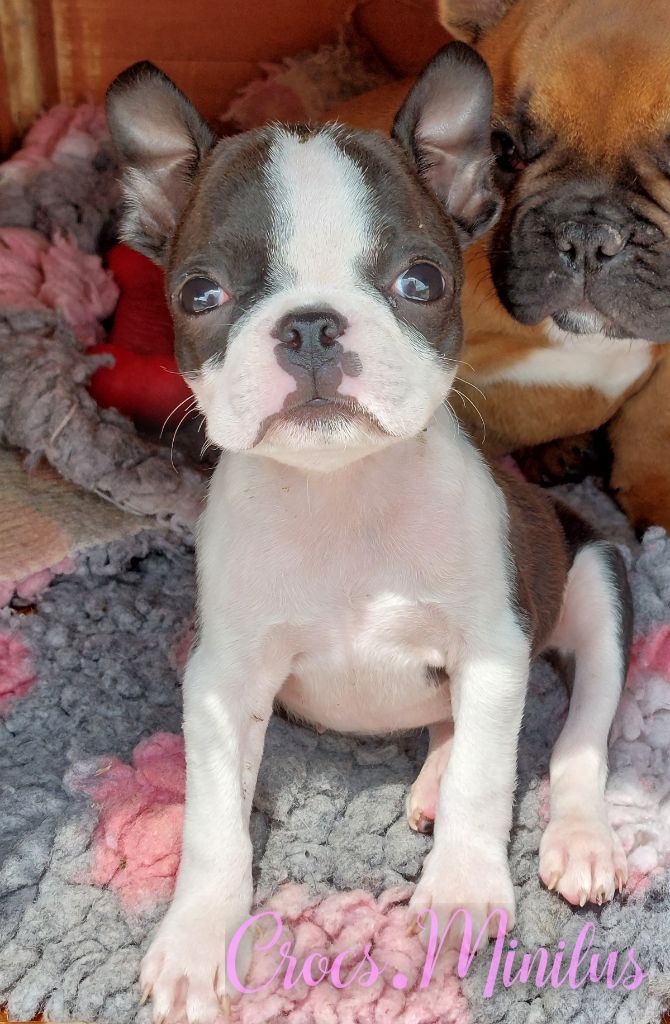 de Crocs Minilus - Chiots disponibles - Boston Terrier