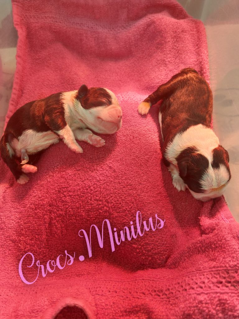 de Crocs Minilus - Boston Terrier - Portée née le 11/09/2025