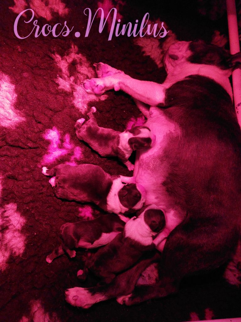 Chiot Boston Terrier de Crocs Minilus
