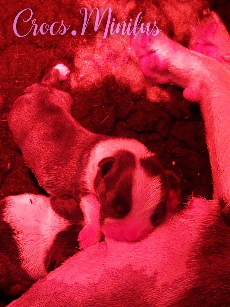 de Crocs Minilus - Chiots disponibles - Boston Terrier