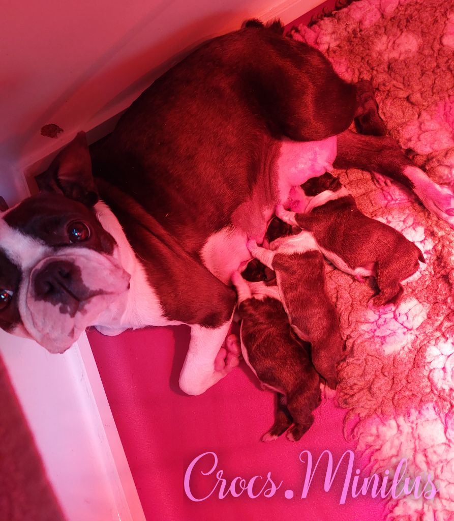 de Crocs Minilus - Boston Terrier - Portée née le 30/05/2025