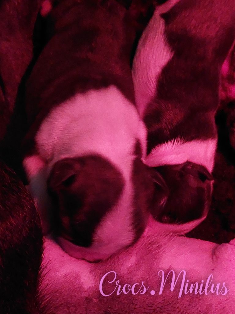de Crocs Minilus - Chiots disponibles - Boston Terrier