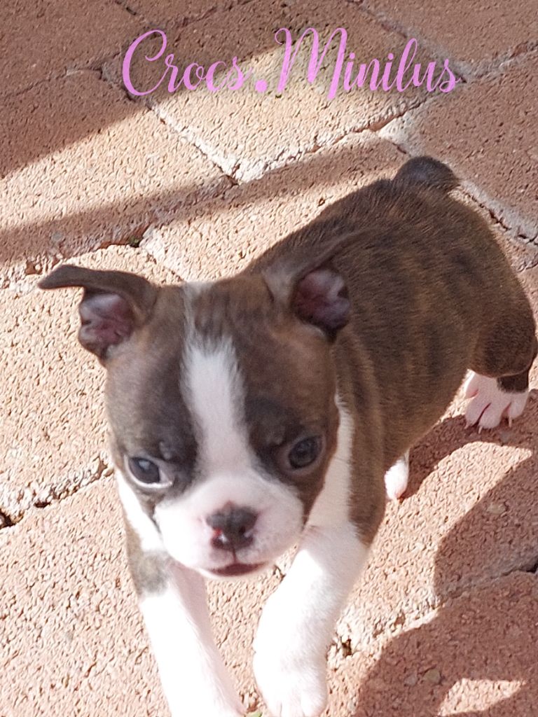 de Crocs Minilus - Chiots disponibles - Boston Terrier