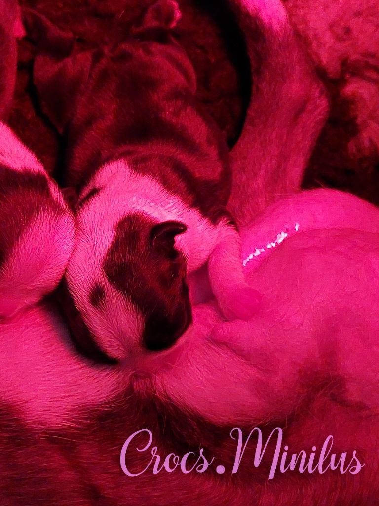 de Crocs Minilus - Chiots disponibles - Boston Terrier