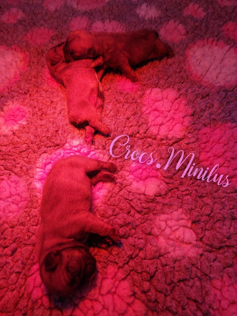 Chiot Bouledogue français de Crocs Minilus