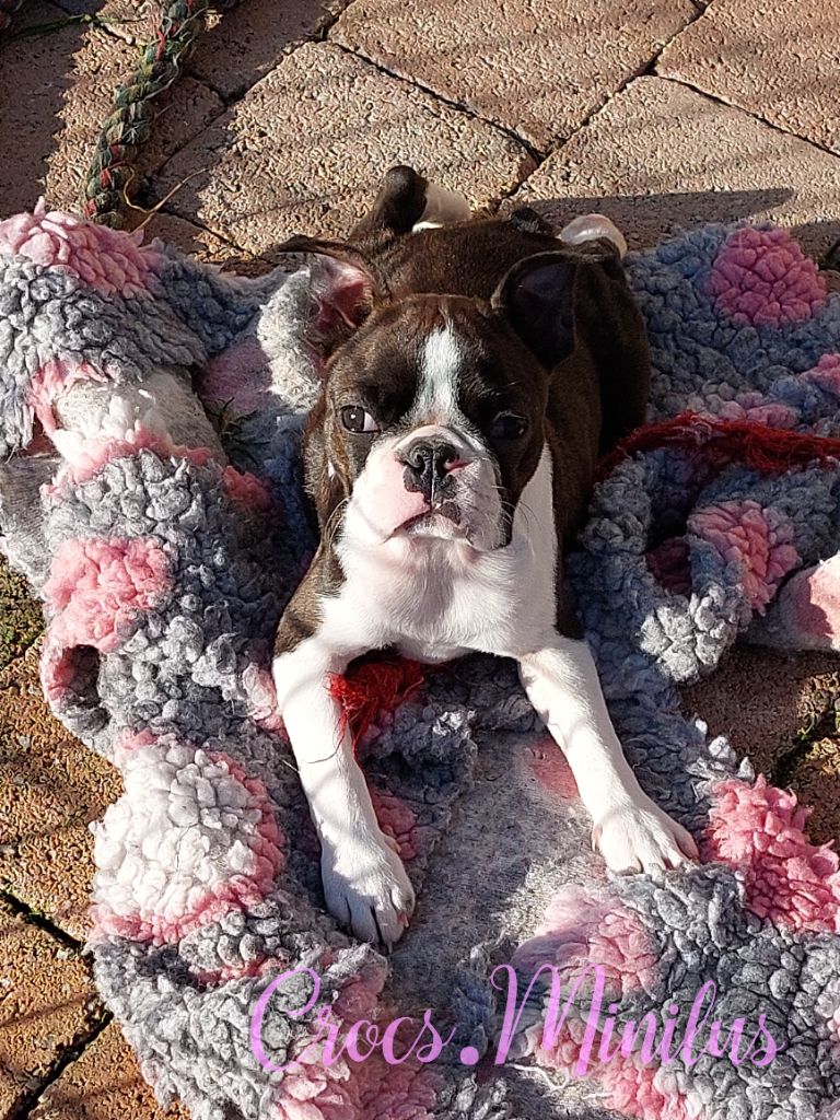 de Crocs Minilus - Chiots disponibles - Boston Terrier