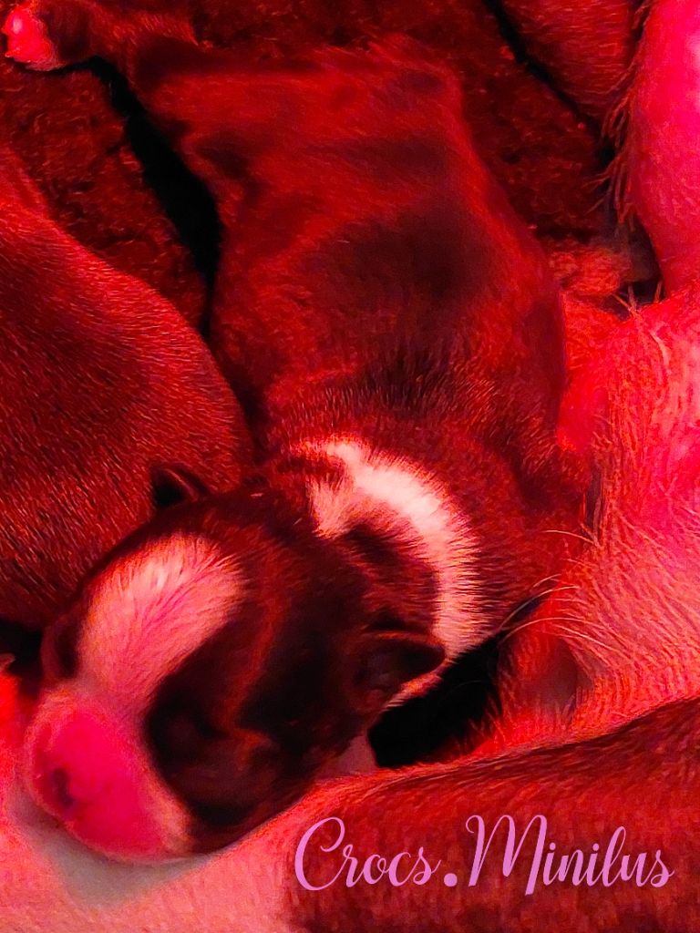 de Crocs Minilus - Chiots disponibles - Boston Terrier