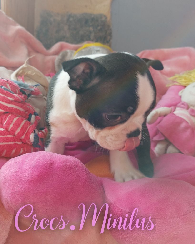 de Crocs Minilus - Chiots disponibles - Boston Terrier