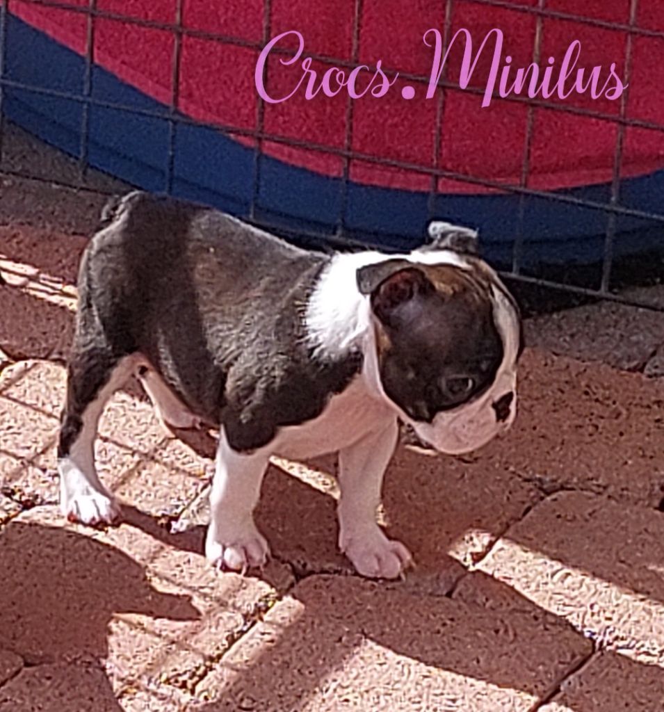 de Crocs Minilus - Chiots disponibles - Boston Terrier