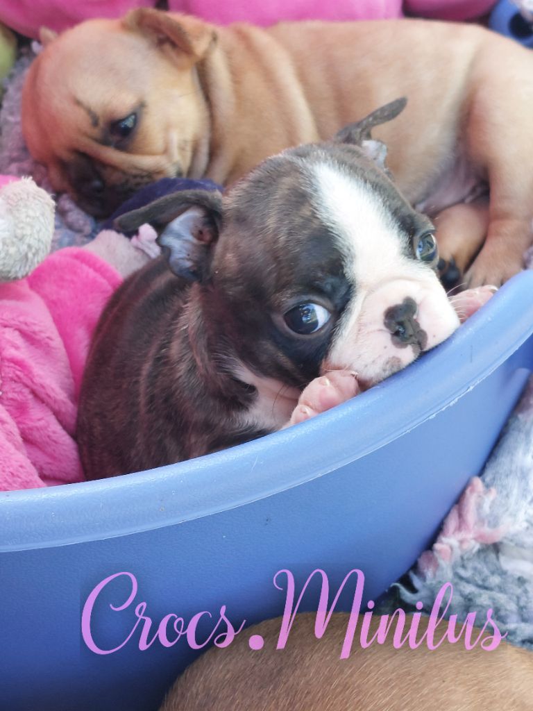 de Crocs Minilus - Chiots disponibles - Boston Terrier
