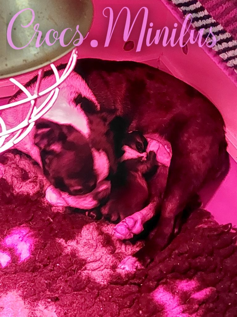 de Crocs Minilus - Chiots disponibles - Boston Terrier