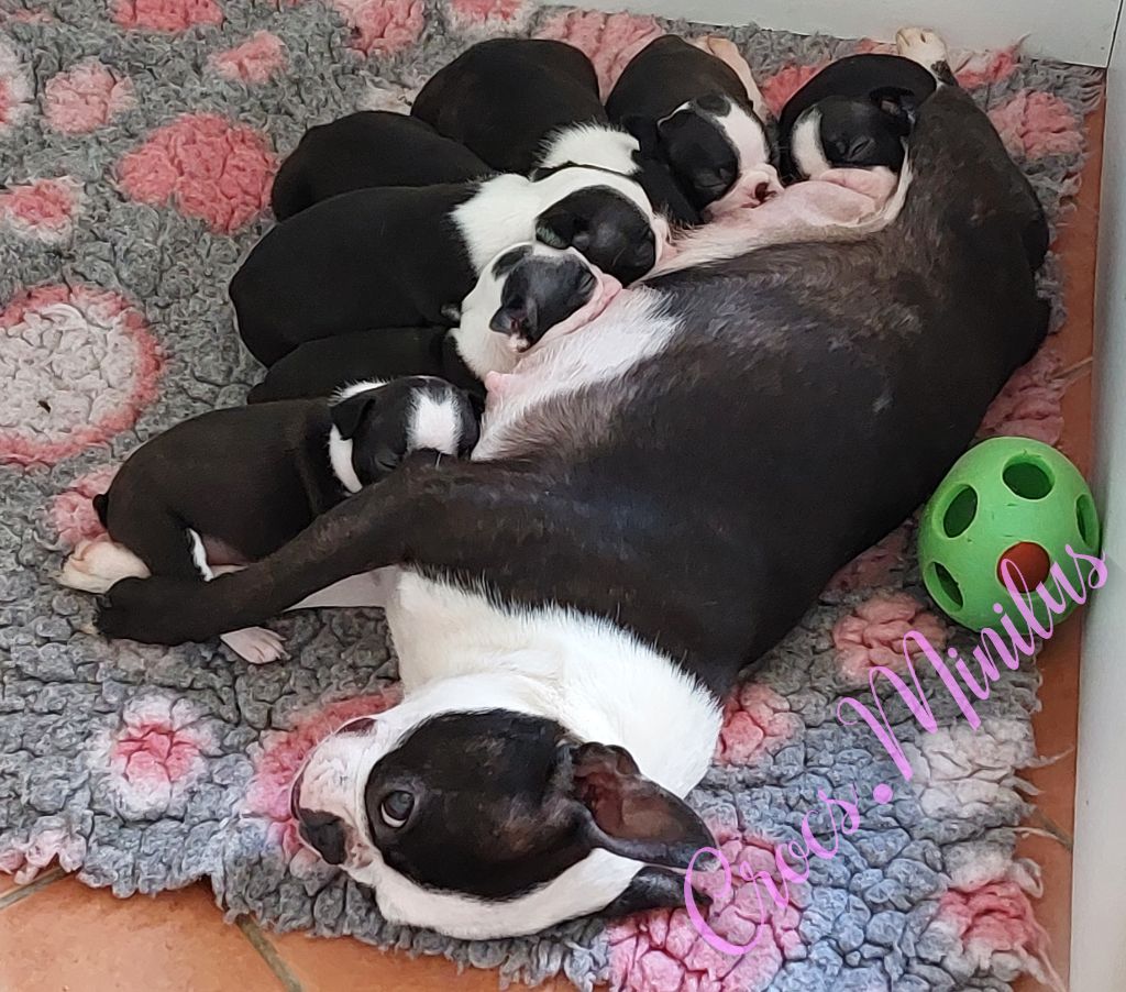 Chiot Boston Terrier de Crocs Minilus