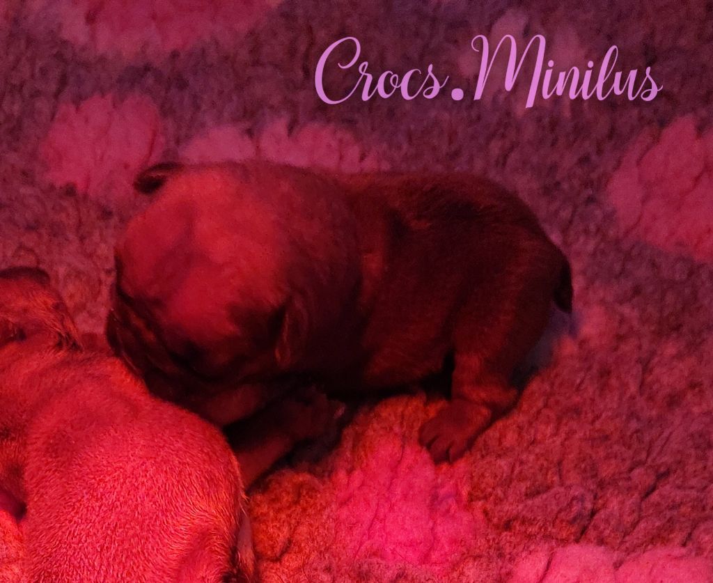 de Crocs Minilus - Chiots disponibles - Bouledogue français