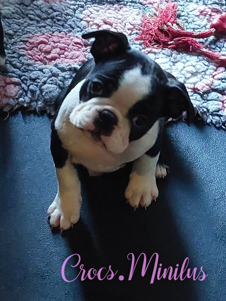 de Crocs Minilus - Chiots disponibles - Boston Terrier