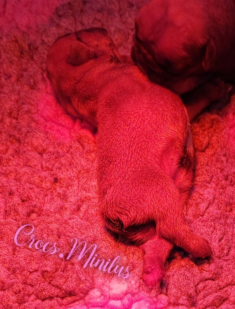 de Crocs Minilus - Chiots disponibles - Bouledogue français