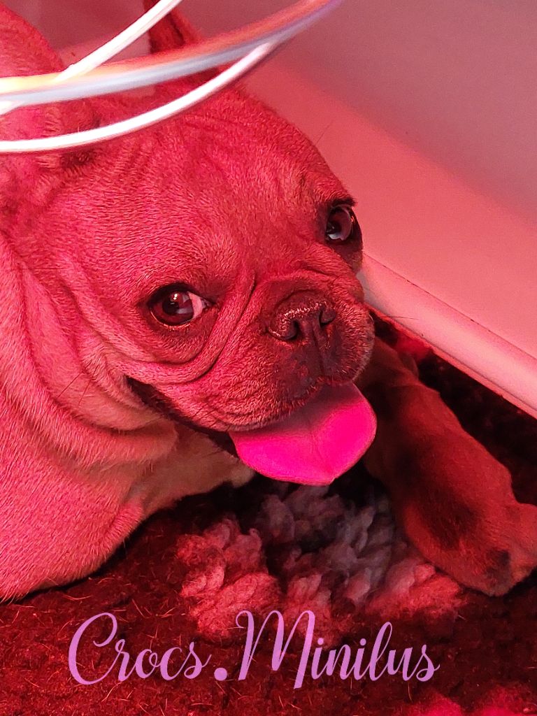 Chiot Bouledogue français de Crocs Minilus