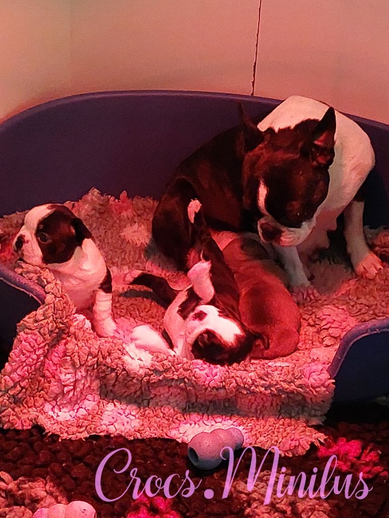 de Crocs Minilus - Boston Terrier - Portée née le 11/09/2025