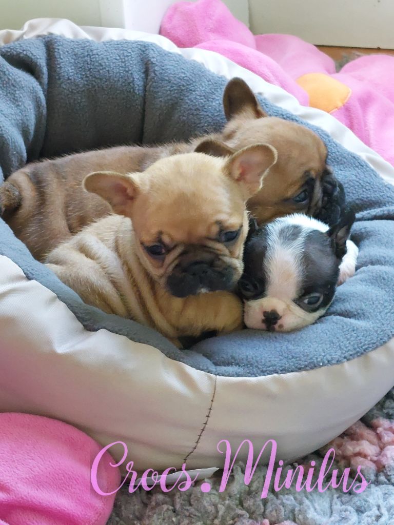 Chiot Boston Terrier de Crocs Minilus