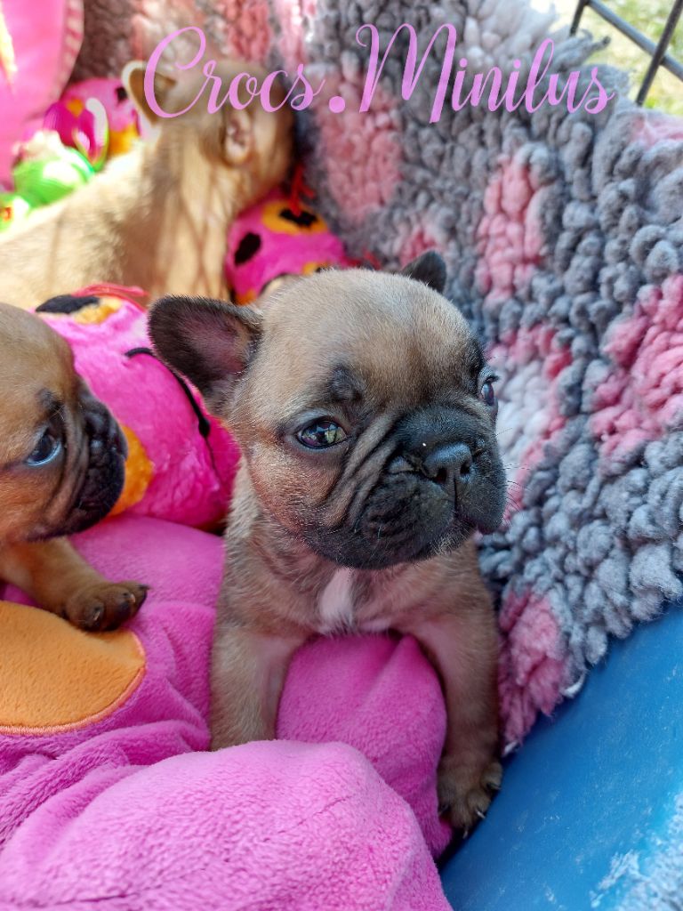 de Crocs Minilus - Chiots disponibles - Bouledogue français