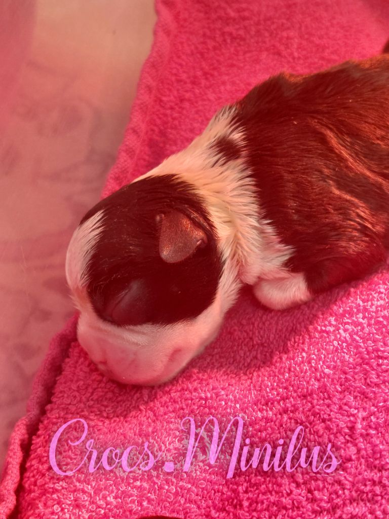 de Crocs Minilus - Chiots disponibles - Boston Terrier
