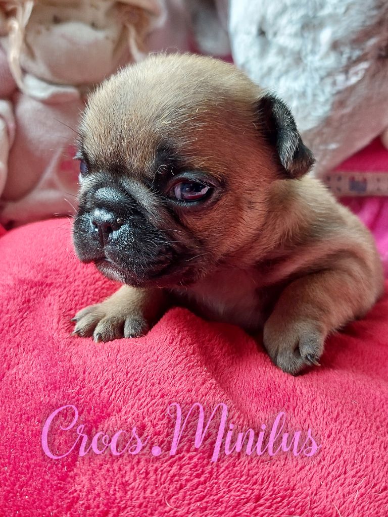 de Crocs Minilus - Chiots disponibles - Bouledogue français