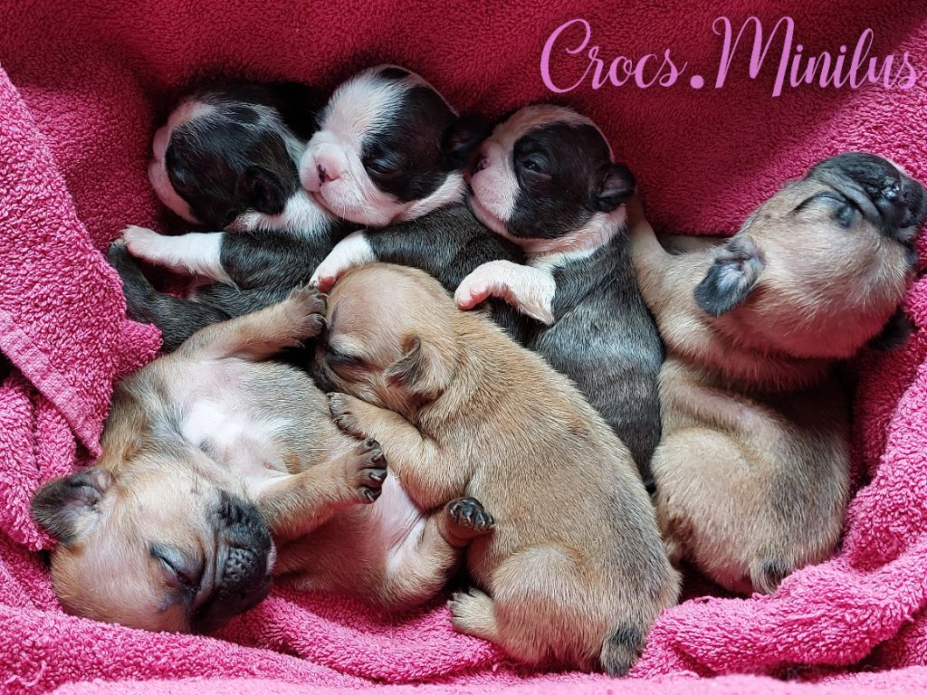 Chiot Bouledogue français de Crocs Minilus