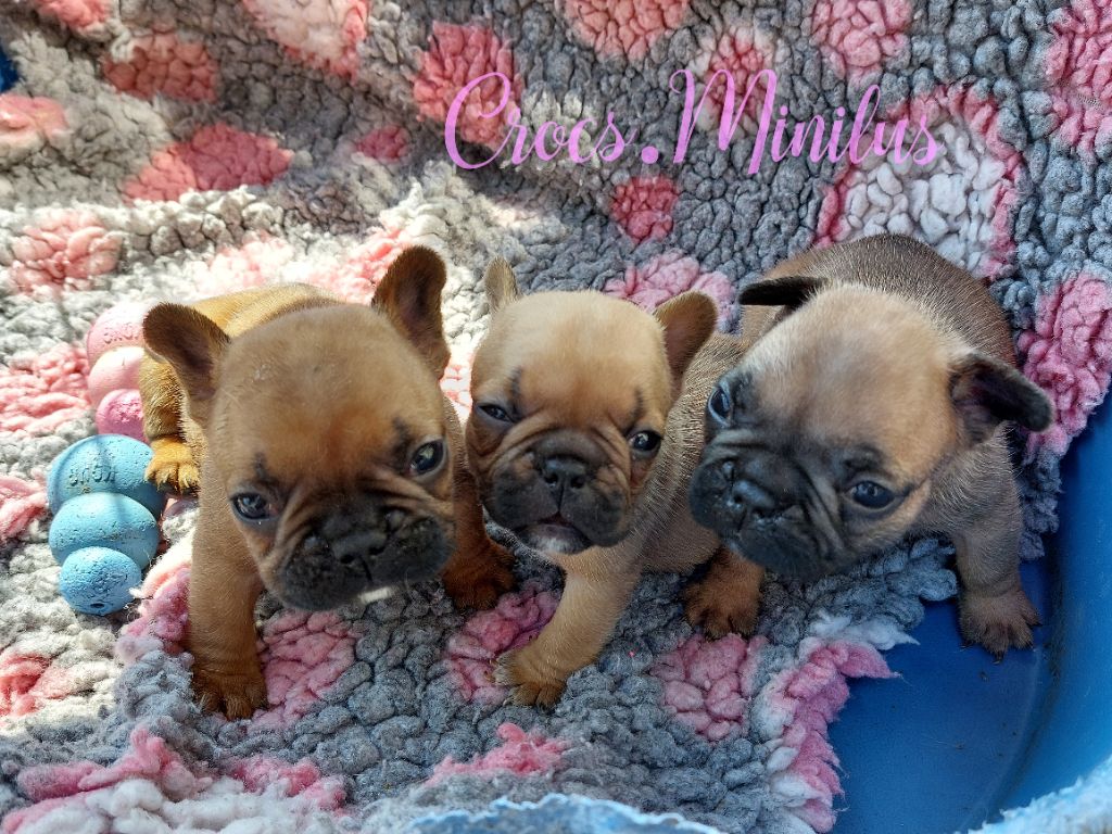 Chiot Bouledogue français de Crocs Minilus
