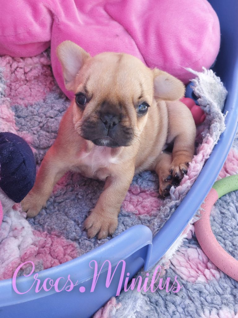 de Crocs Minilus - Chiots disponibles - Bouledogue français
