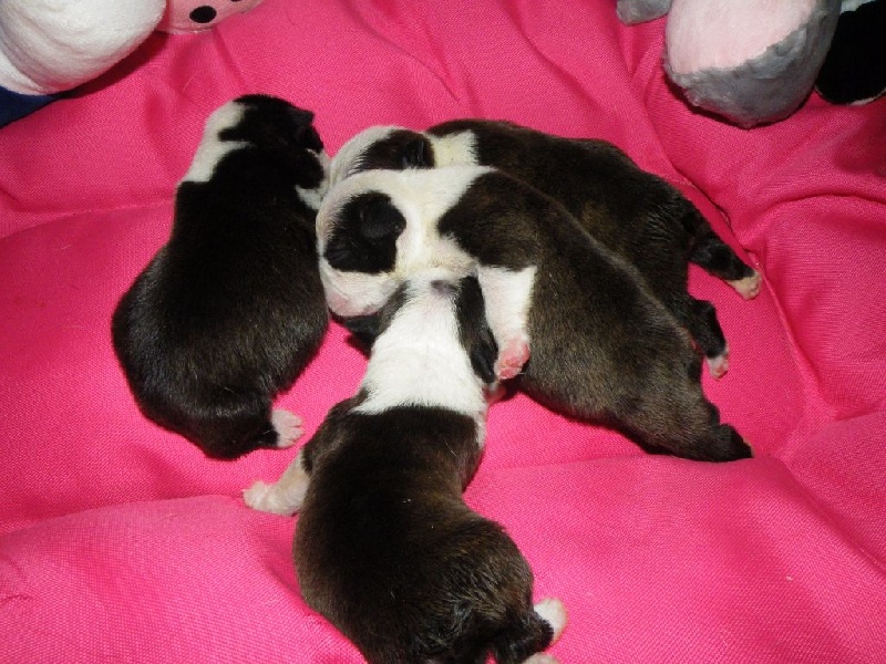Chiot Boston Terrier de Crocs Minilus