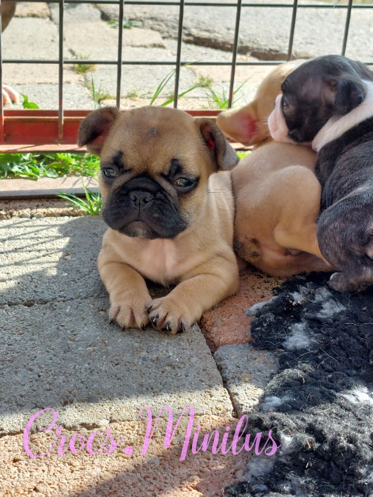 de Crocs Minilus - Chiots disponibles - Bouledogue français