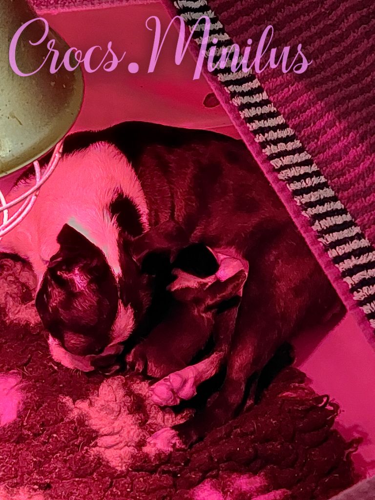 Chiot Boston Terrier de Crocs Minilus