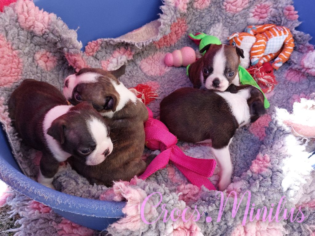 de Crocs Minilus - Boston Terrier - Portée née le 25/07/2025