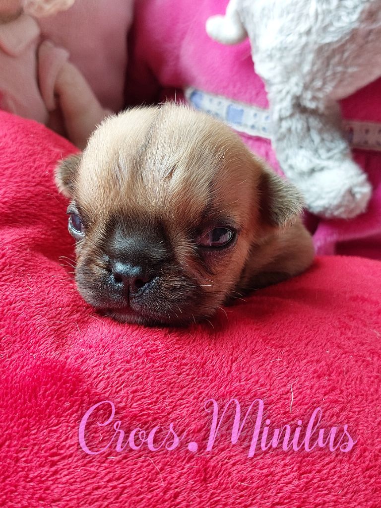 de Crocs Minilus - Chiots disponibles - Bouledogue français